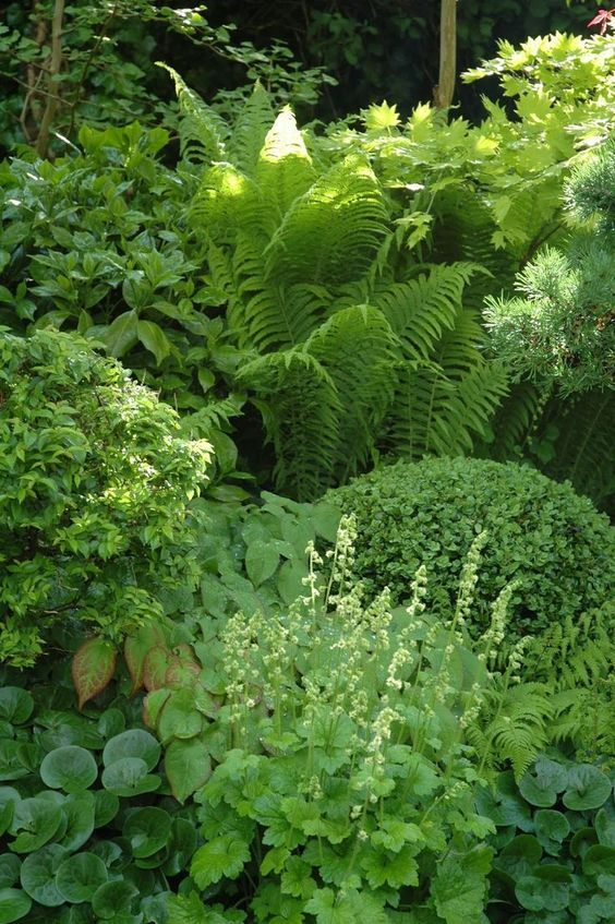 Shade Garden With Hosta, Fern, And More throughout Shade Garden Design Hosta Fern