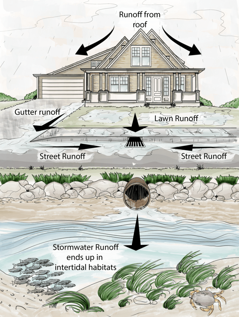 Stormwater Runoff Diagram pertaining to How to Stop Stormwater Runoff by Greening Your Garden Shed