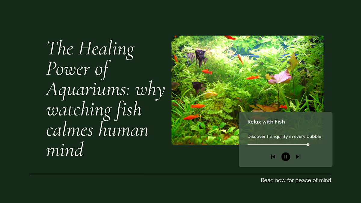 The Healing Power Of Aquariums: Why Watching Fish Calms The Human Mind ... inside Rain Curtain Water Feature