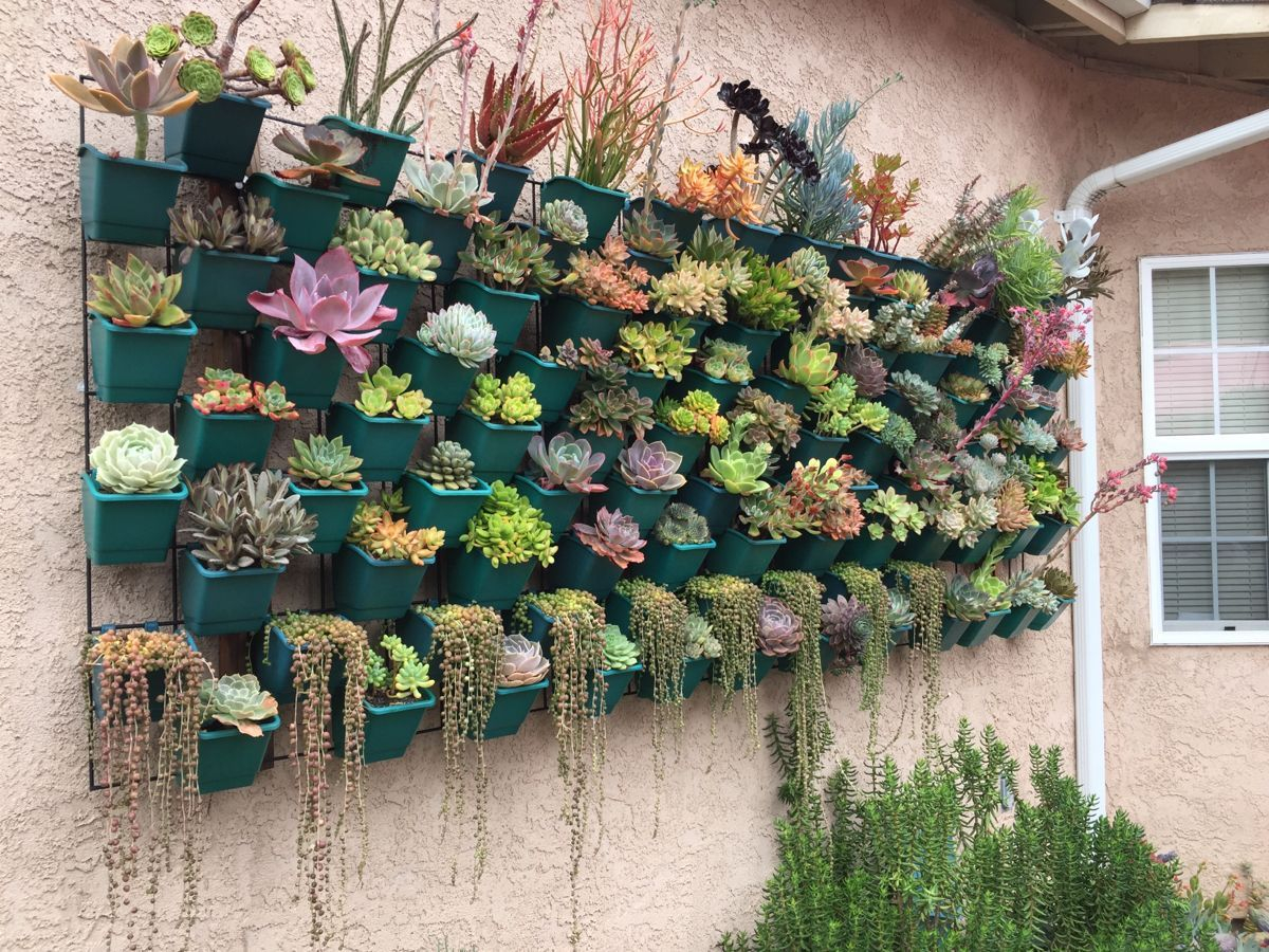 Transform Your Fence Into A Blooming Flower Paradise | Succulent Wall ... regarding Succulent Garden Design Outdoor