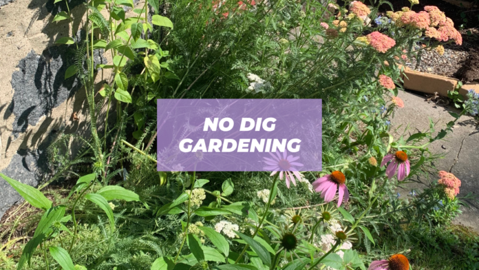 Ultimate Guide To No Dig Gardening - Punkmed regarding Stop Tilling and Start Layering for a Thriving No-Dig Garden