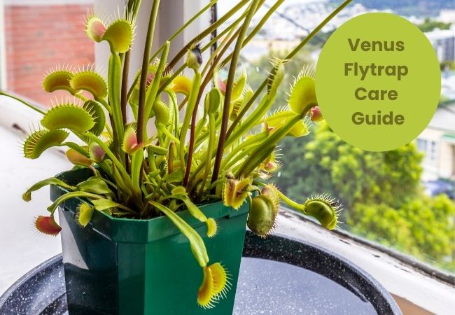 Venus Flytrap Care Guide | Flowersandflowerthings in Why Your Venus Flytraps Need a Bog Garden to Truly Survive