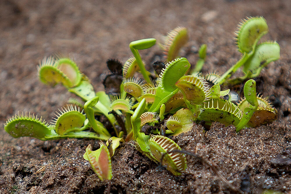 Venus Flytrap | San Diego Zoo Animals & Plants within Bog Garden Design Carnivorous