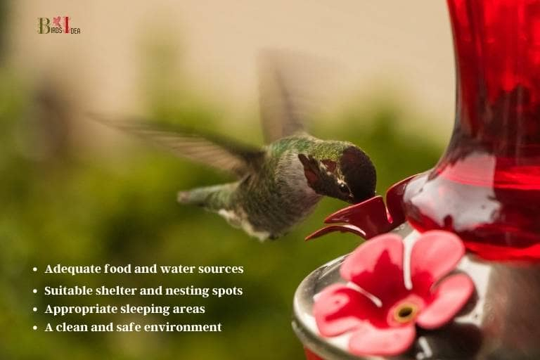 What Can I Feed Hummingbirds Besides Sugar Water? within Simple Steps to Attract Hummingbirds Without Using Sugar Water Feeders