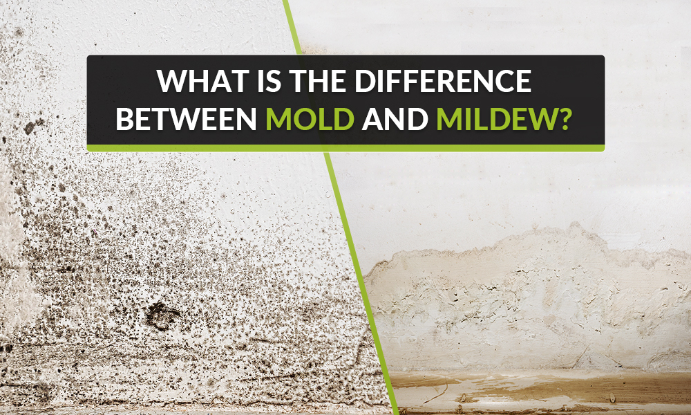 What Is The Difference Between Mold And Mould: A Complete Guide regarding Understanding the Difference Between Standard and Mold Inspections