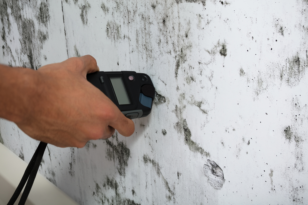 What’s The Difference Between Mold Inspection And Testing for Mold Inspection Home Buying