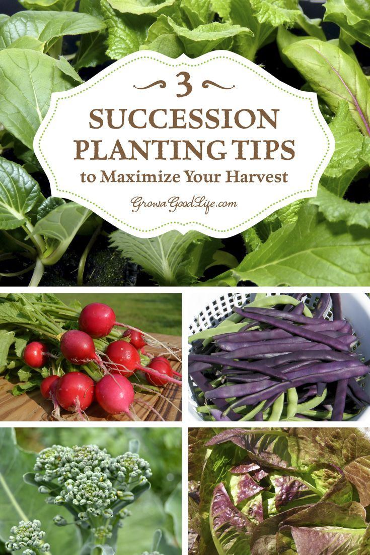 3 Succession Planting Tips To Maximize Your Harvest | Succession ... within Container Gardening Vegetables For Beginners