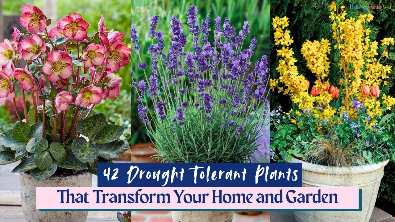 42 Drought Tolerant Plants That Transform Your Home And Garden - Youtube intended for Transform Your Entrance with Drought Tolerant Plants That Thrive on Neglect