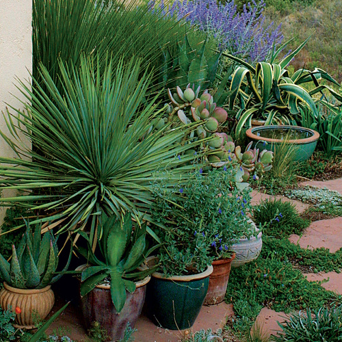 Container Gardening Drought Tolerant Plants Drought Tolerant Plants for Transform Your Entrance with Drought Tolerant Plants That Thrive on Neglect