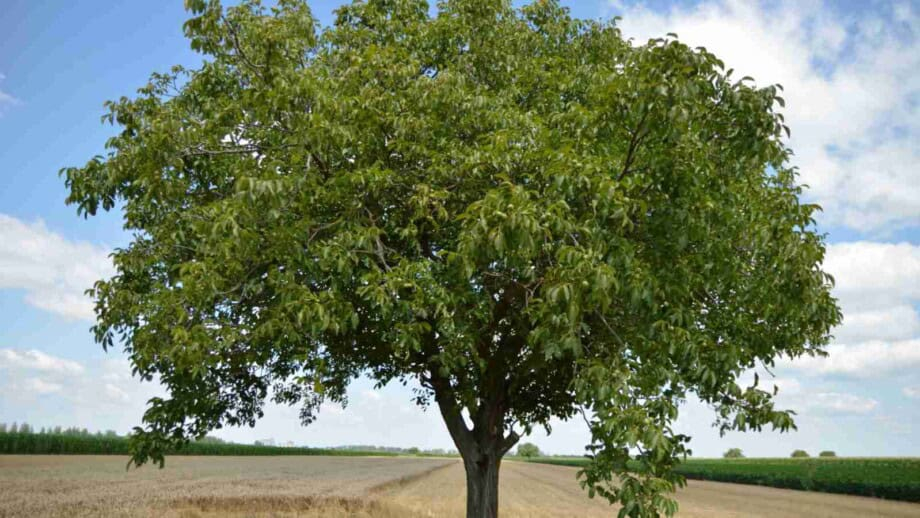 How To Plant, Grow, & Care For Walnut Tree (Complete Guide) in Live Edge Dining Table Maintenance