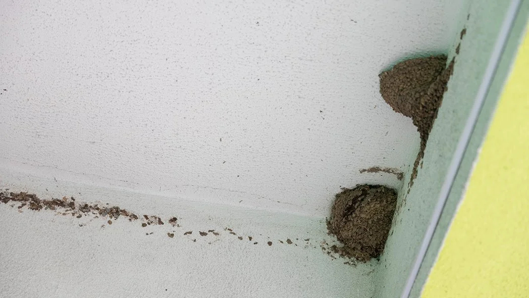 How To Spot Termite Damage Before Buying Atlanta Homes — Justin Landis ... regarding How to Spot Termite Damage Before It Destroys Your Foundation