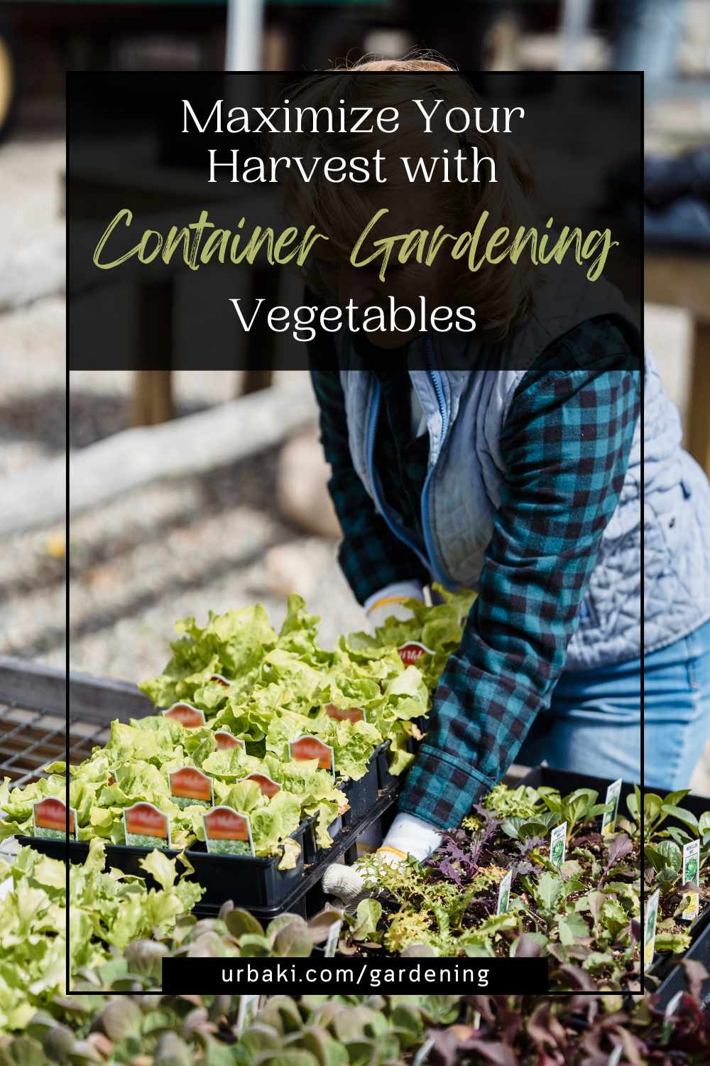 Maximize Your Harvest With Container Gardening Vegetables throughout Maximize Your Harvest with These Proven Watering and Sunlight Secrets for Pot Gardens