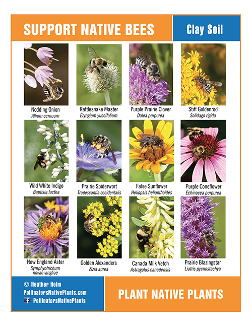 Restoring The Landscape With Native Plants: Early Spring Pollinators inside Pollinator Garden Design Native