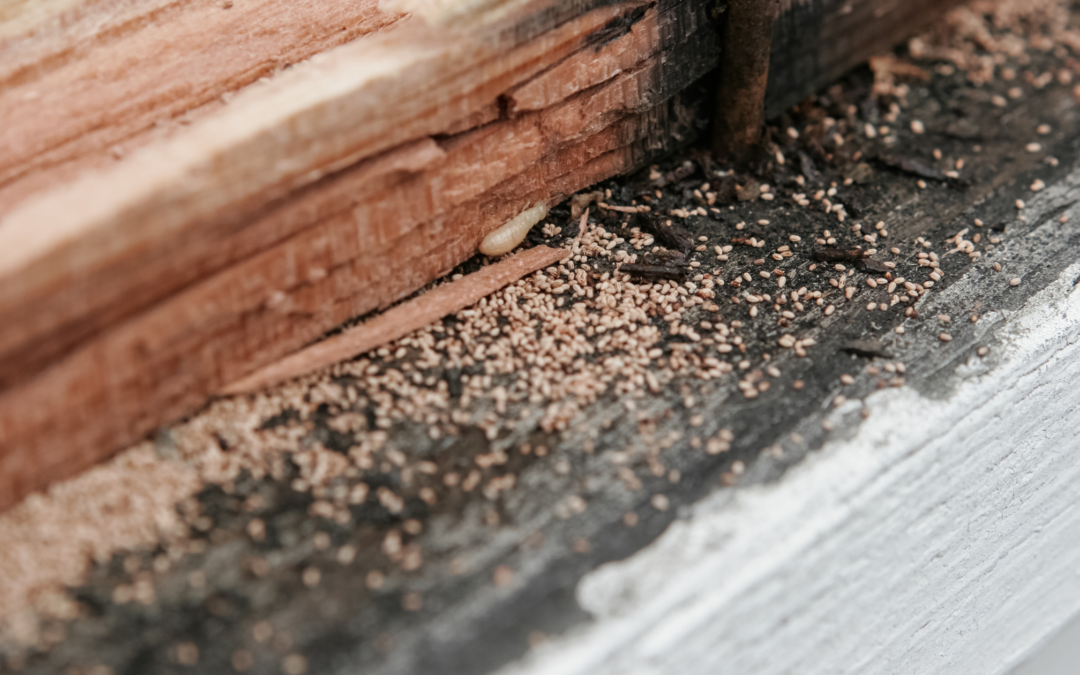 Termite Damage Winter Weather Leaves Homes Susceptible To Termites regarding How to Spot Termite Damage Before It Destroys Your Foundation