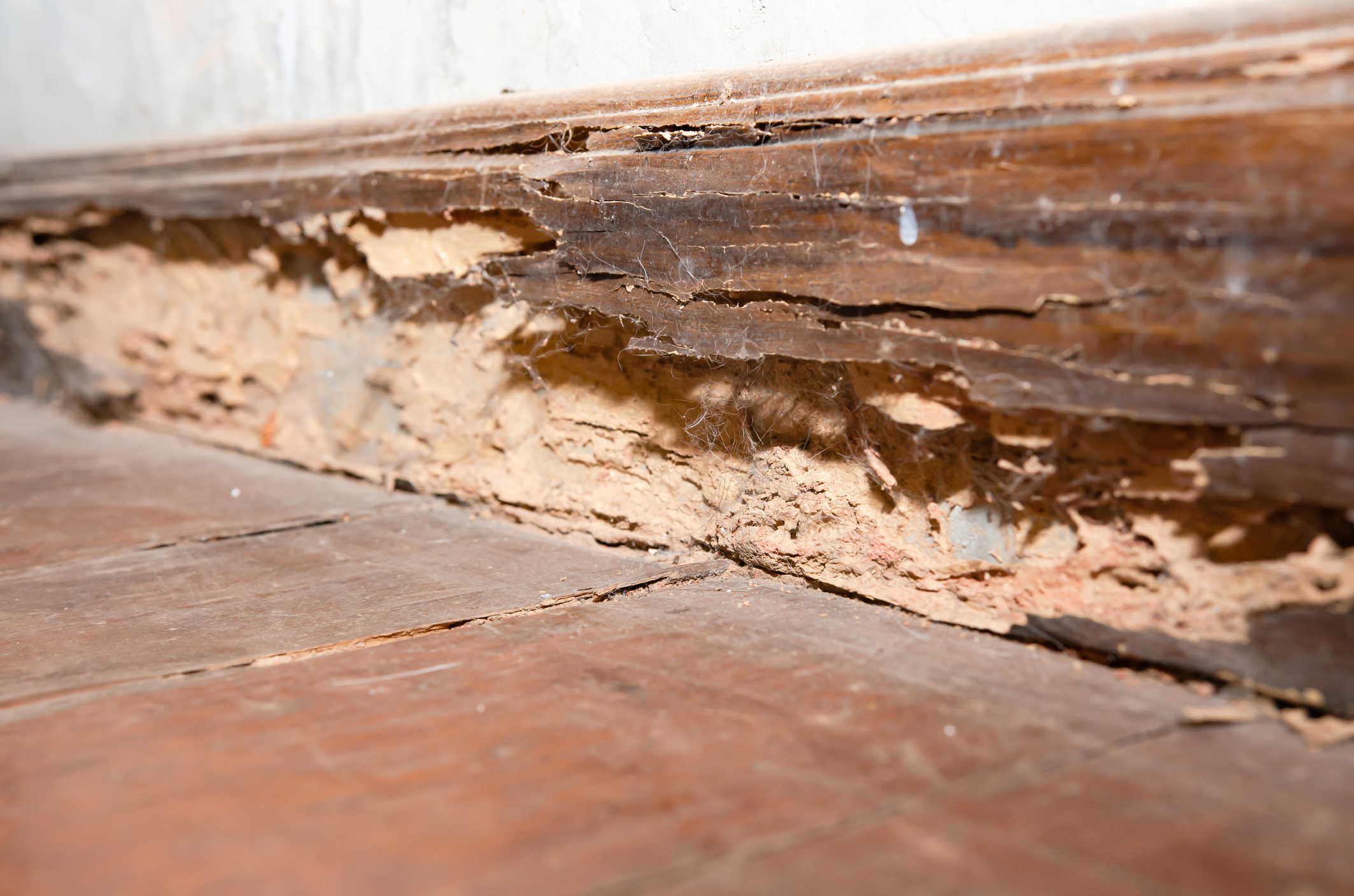 Termite Signs 6 Signs Of Termite Infestation Franklin Pest Solutions inside Termite Inspection Wood Destroying