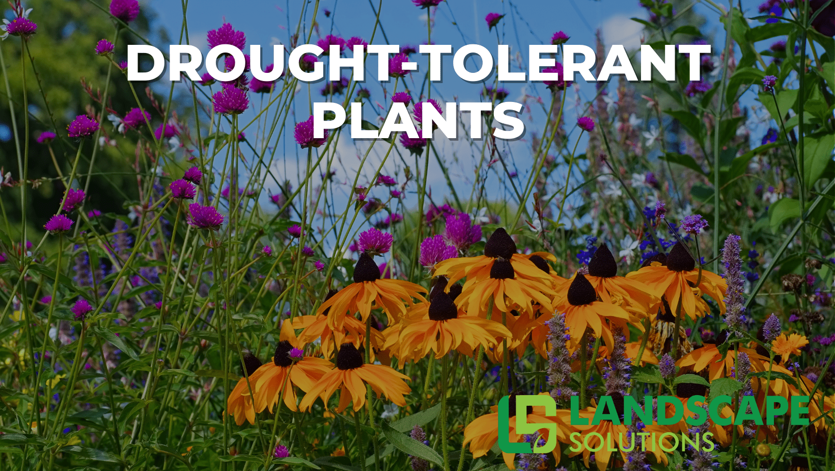 The Best Drought-Tolerant Plants For Your Garden - Landscape Solutions pertaining to Low Maintenance Front Yard Landscaping