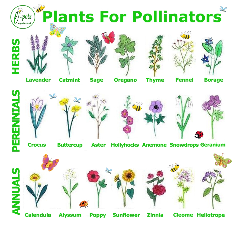 Top 10 Plants For Pollinators At Patrick Hargreaves Blog intended for Five Native Plant Combinations That Support Pollinators All Season