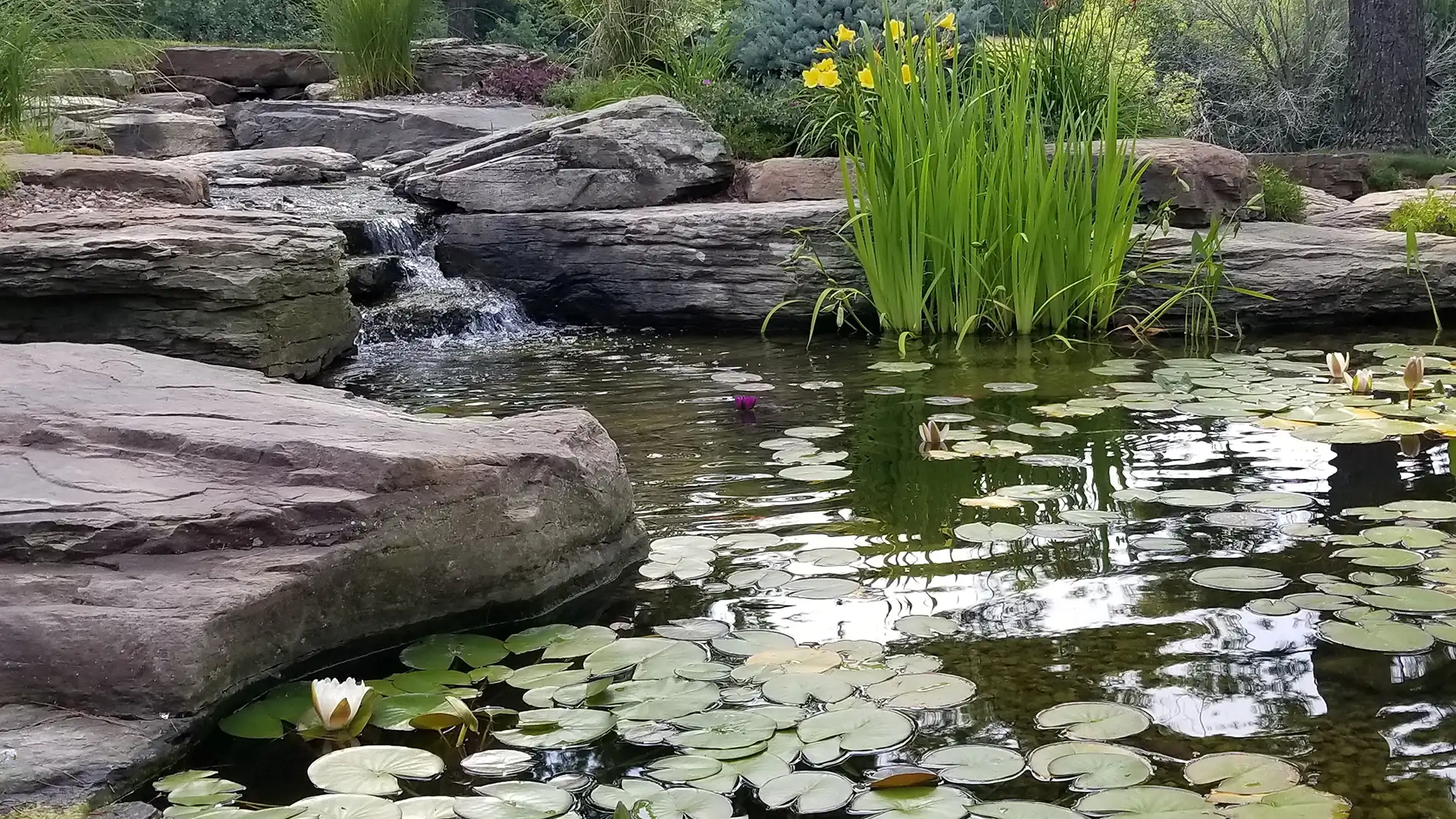 10 Best Low-Maintenance Aquatic Plants For Ponds inside How Quiet Water Gardens Can Help Reduce Daily Stress