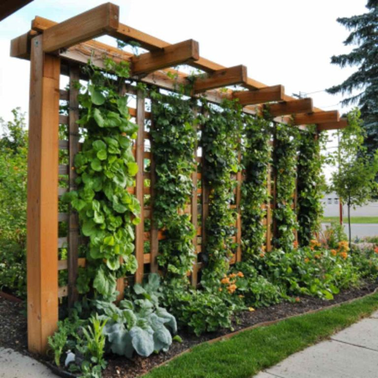 How to choose the perfect trellis for your climbing backyard vegetables