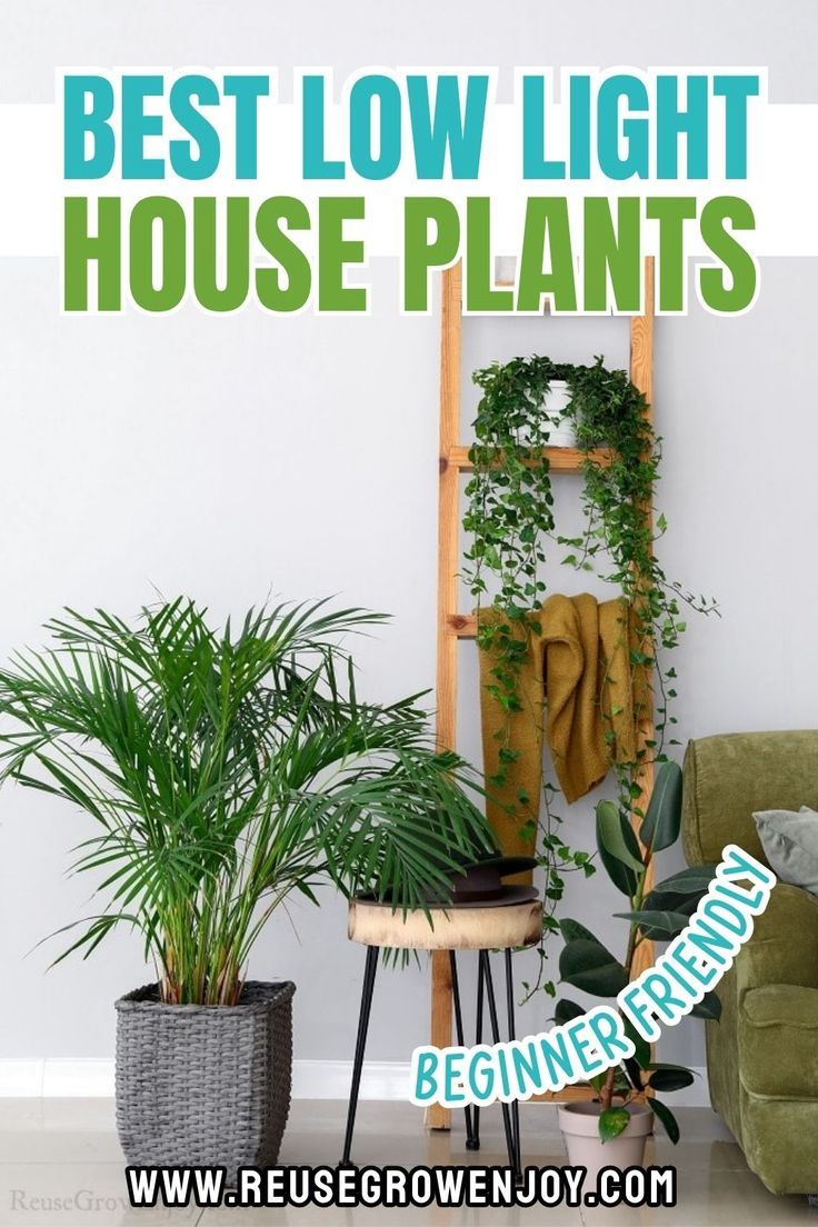 Best Low Light House Plants In 2025 | Low Light House Plants ... with regard to Interior Design Indoor Plants