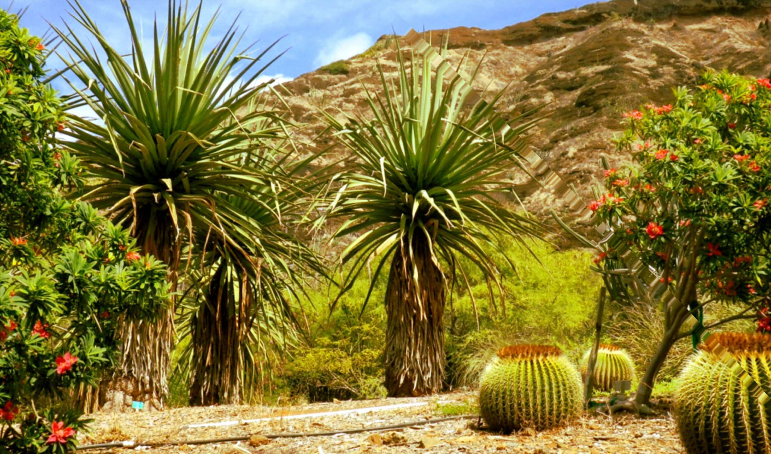 Desert Landscaping: Southwest Desert Native Plants & Gardening inside Desert Garden Landscaping