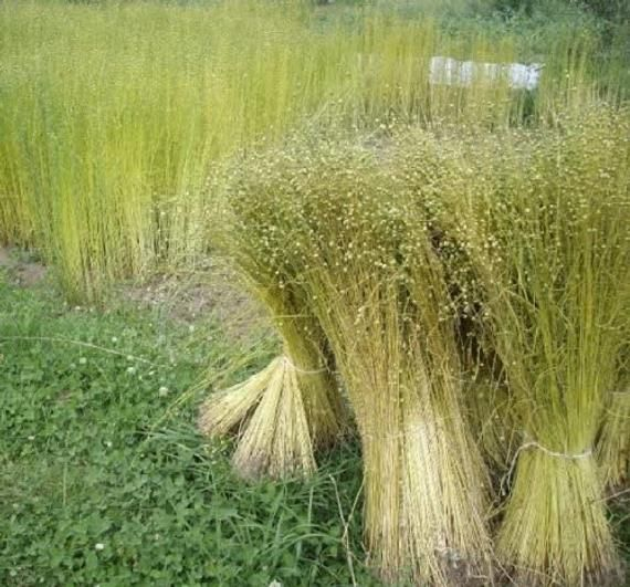 Flax Plant Linen pertaining to How Flax Crop Cultivation Makes Organic Linen the Ultimate Sustainable Choice for Modern Homes