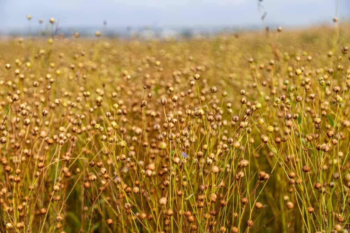 Guide To Flax Seed Farming: Beginner Tips For Flax Seed Cultivation intended for Organic Linen Curtain Fabric
