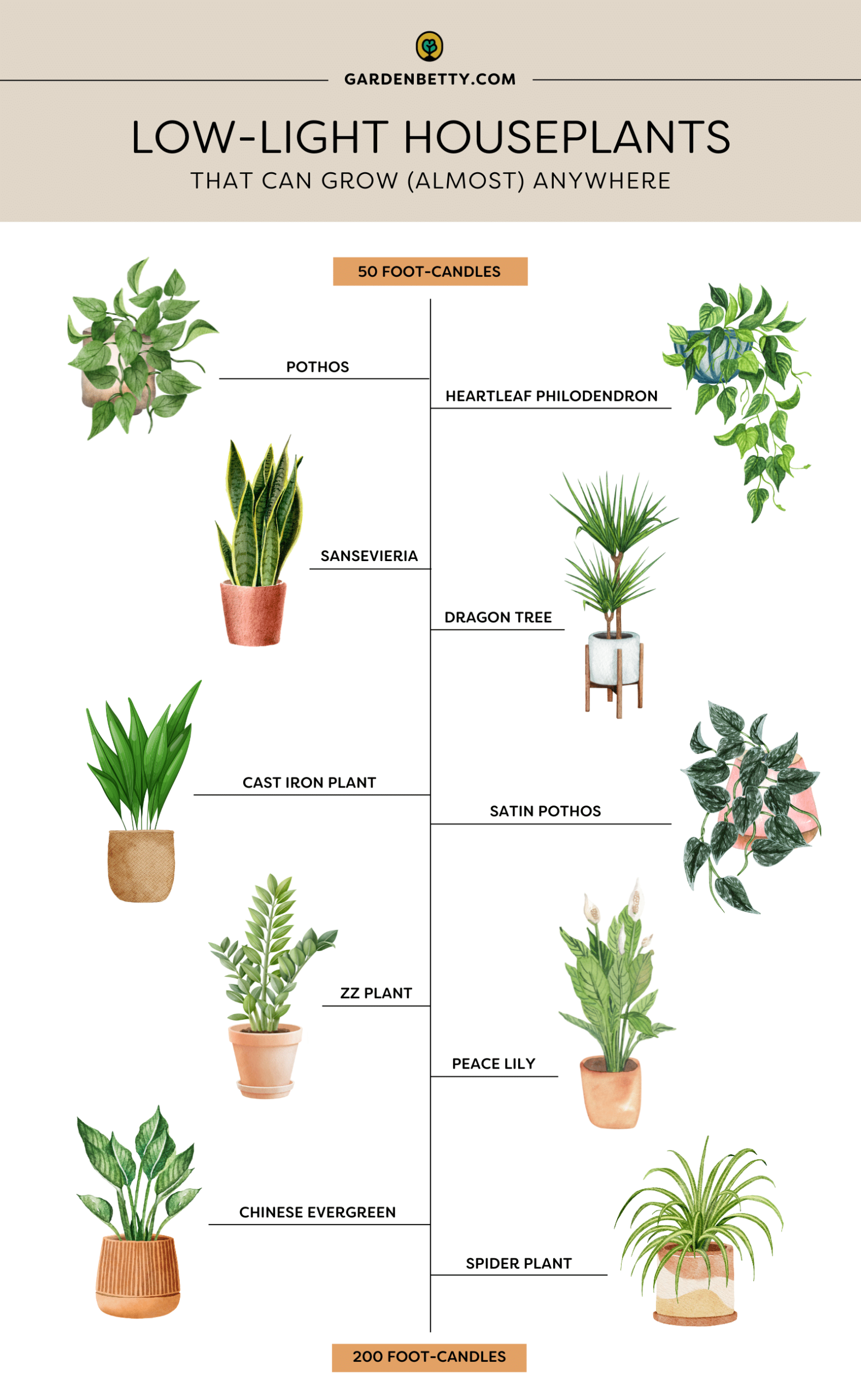 Low Light Indoor Plants for How to Style Your Living Space with Indoor Plants That Actually Survive Low Light