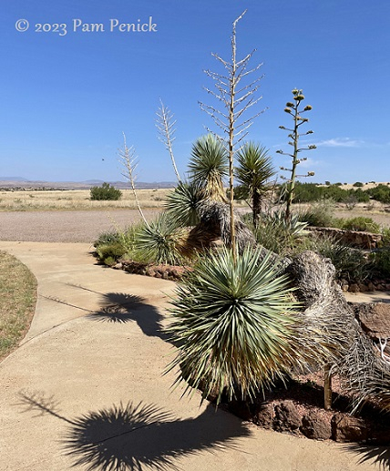 Native Plants At Chihuahuan Desert Botanical Garden In West Texas - Digging pertaining to Desert Garden Landscaping