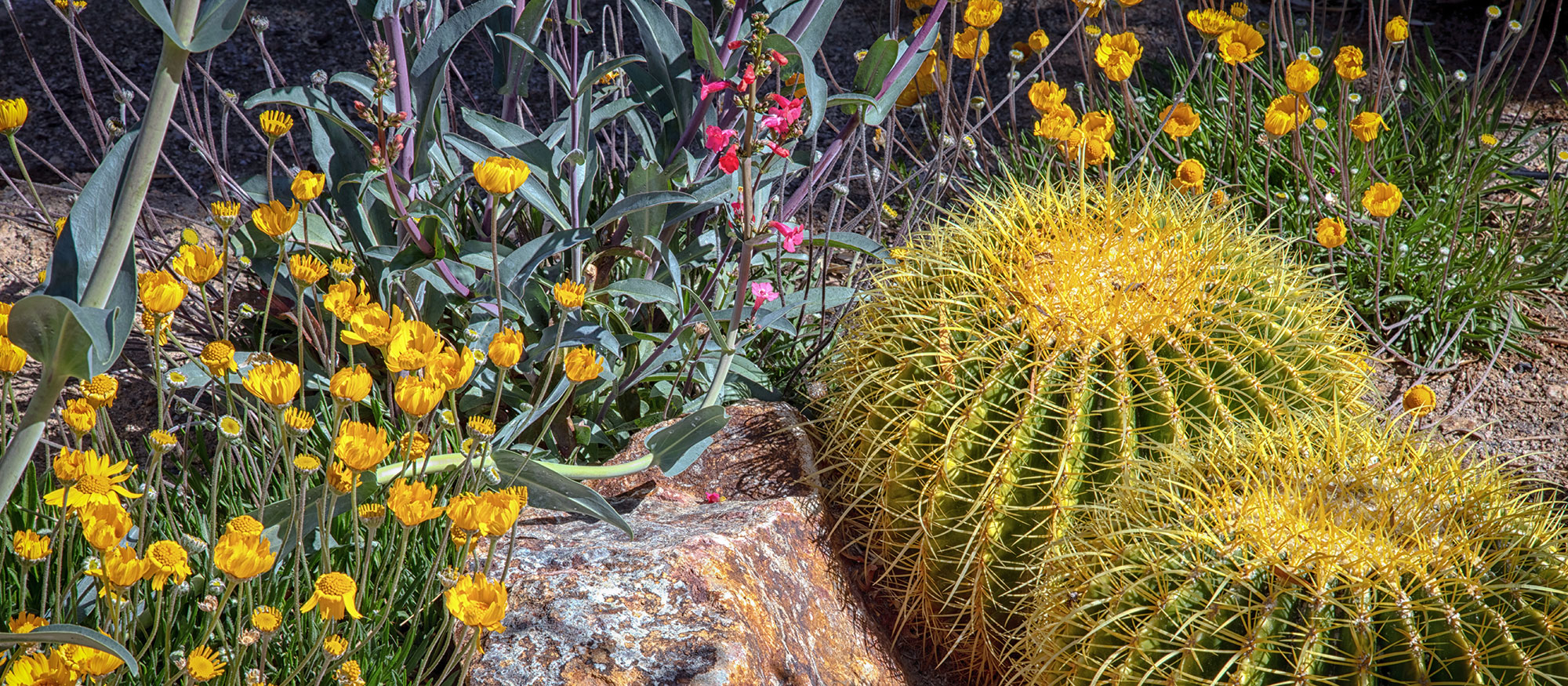 Nevada Desert Landscaping Plants Nevada Native Edible Plants: Desert inside Desert Garden Landscaping