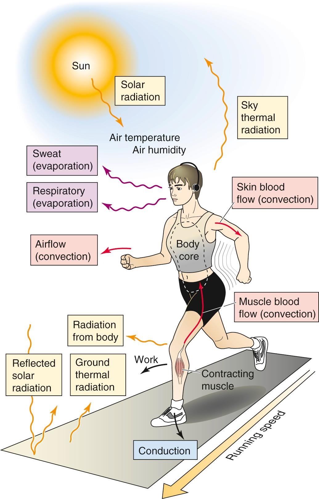 Regulation Of Body Temperature - Clinical Tree for How authentic natural latex actually changes the way your body regulates heat