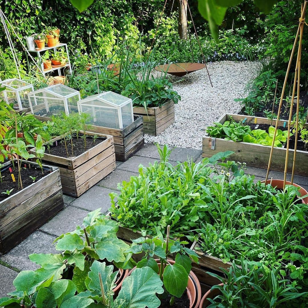 How to Plan a Thriving Vegetable Garden From Scratch Using Simple Wooden Frames